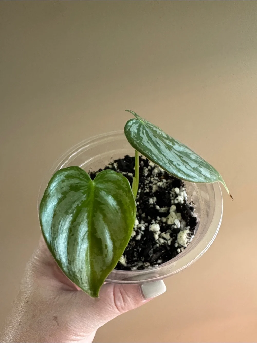 N/A healthy rooted